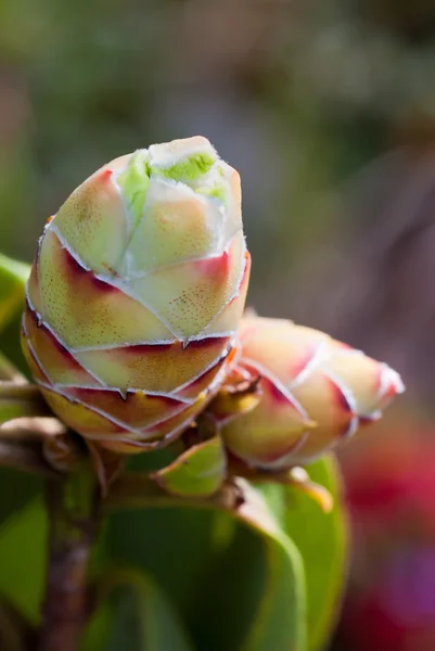Flower buds (new life) — Stock Photo, Image