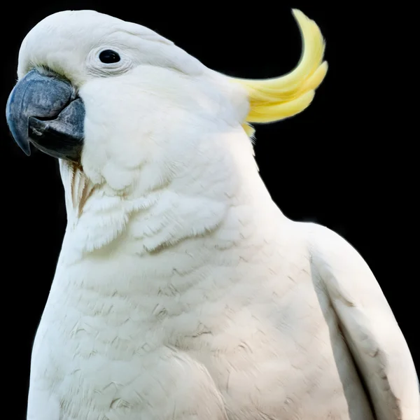 Stock image Cockatoo Isolated