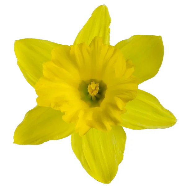 Yellow Daffodil Close-up — Stock Photo, Image