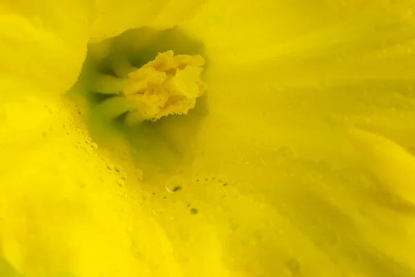 Amarelo narciso close-up — Fotografia de Stock