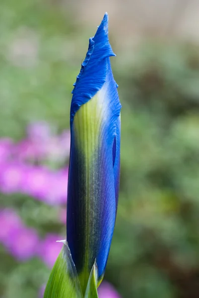 Dutch Iris Bud — Stock Photo, Image