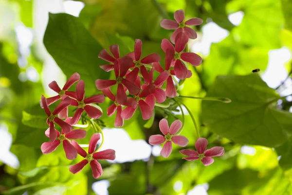 Lezeckých rostlina květy — Stock fotografie