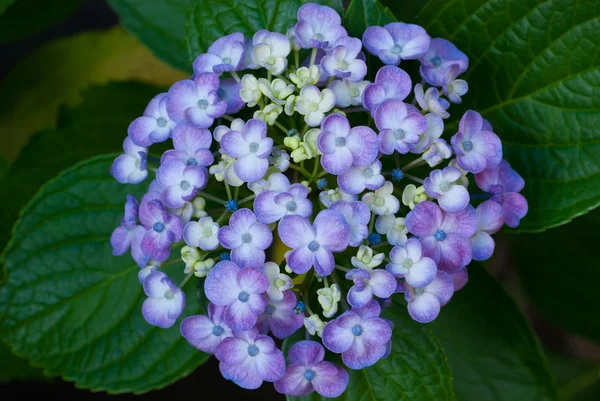 Hortenzia virágok közelről — Stock Fotó