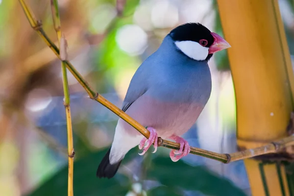 Java Sparrow — Stock Photo, Image
