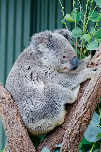 Australian Koala — Stock Photo, Image