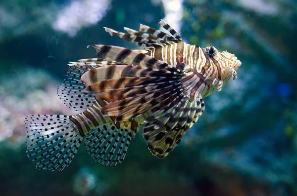Lionfish — Stock Photo, Image