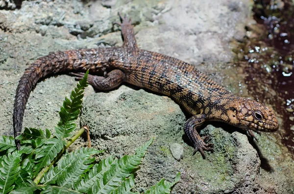 Σαύρα / gecko σε ξηρό βράχο — Φωτογραφία Αρχείου