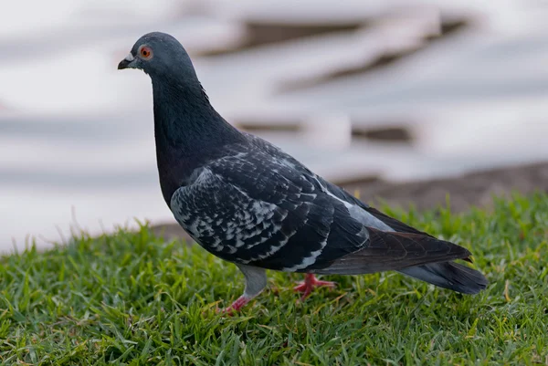 Pigeon - Australian Bird — Stock Photo, Image