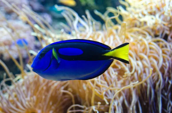 (Blue Tang güç mavi Surgeonfish) — Stok fotoğraf
