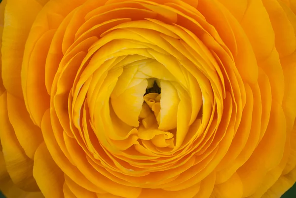 Yellow ranunculi — Stock Photo, Image