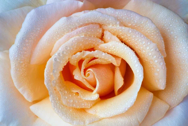Cremige orange Rose — Stockfoto