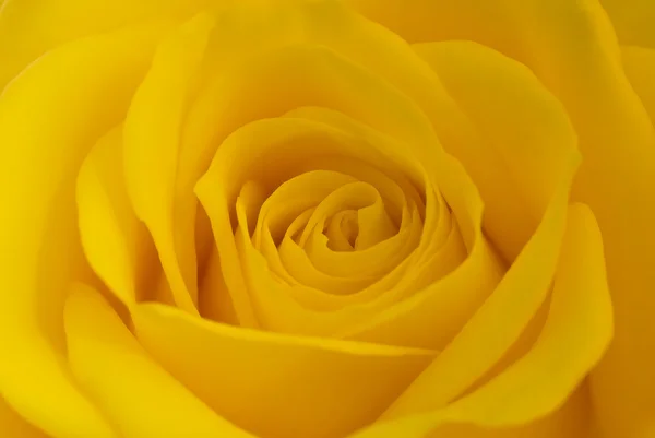 Žlutá růže — Stock fotografie