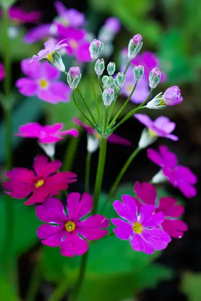 Kis tavaszi virágok közelről — Stock Fotó