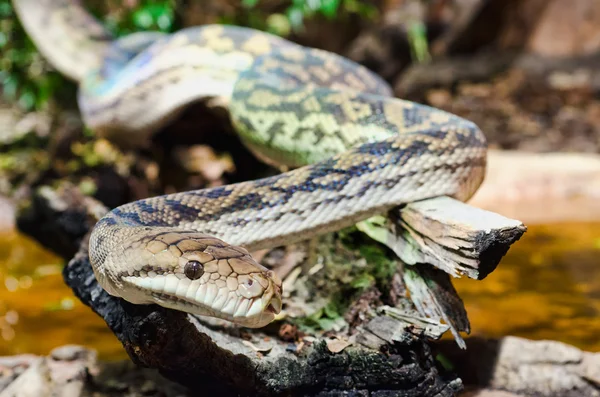 stock image Tiger Snake