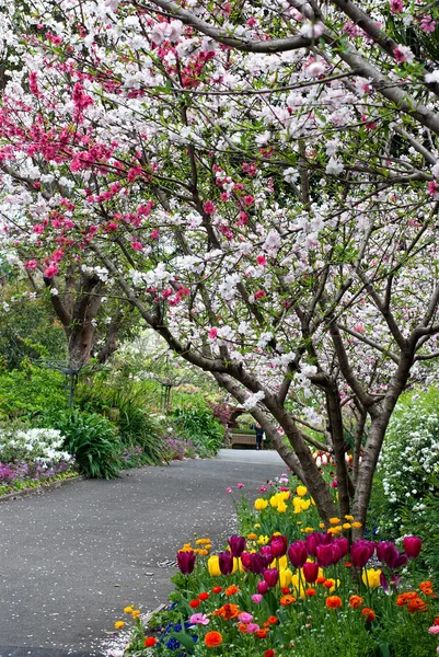 Frühlingsgarten — Stockfoto