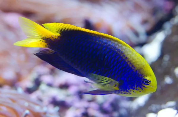 Starck's Demoiselle Fish — Stock Photo, Image
