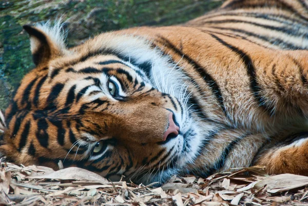 Tygrys patrzy — Zdjęcie stockowe