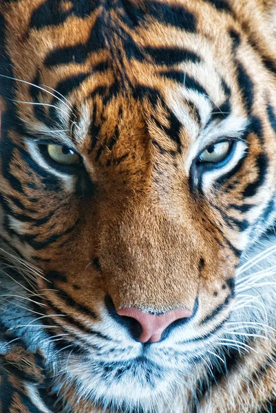 Tigre olhando fixamente — Fotografia de Stock