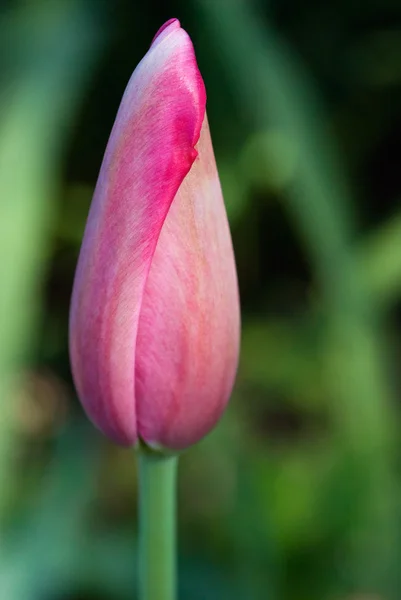 stock image Pink Tulip Bud