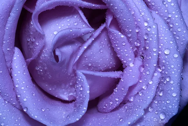 Rose bleue Photo De Stock