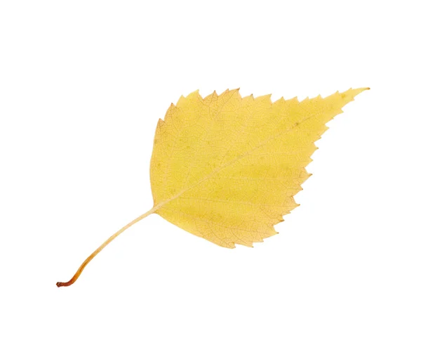 Φύλλο κίτρινο σημύδα — Φωτογραφία Αρχείου