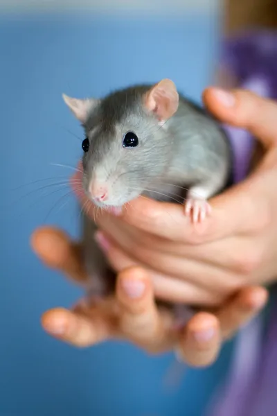 stock image Gray rat