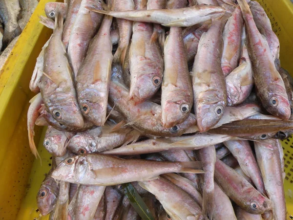 Fish on the market — Stock Photo, Image