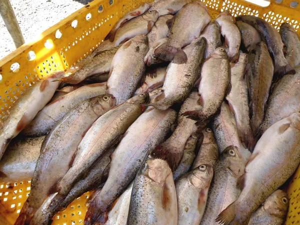 Trout on the market — Stock Photo, Image