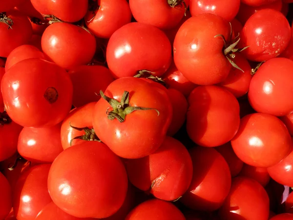 Pomodori in luce del sole — Foto Stock
