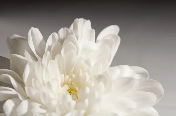 stock image White chrysanthemum on table