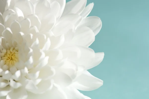 stock image Chrysanthemum on cyan