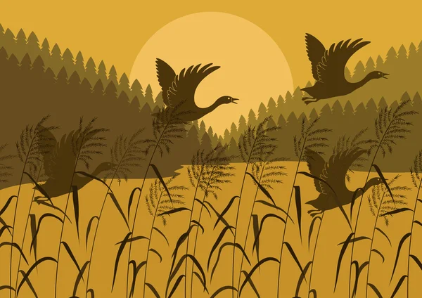 Patos selvagens em floresta lago paisagem ilustração —  Vetores de Stock