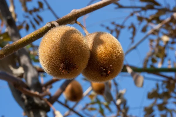 stock image Kiwi tree