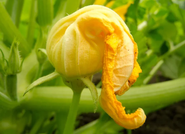 Fiore di zucca — Foto Stock