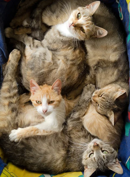birçok kedi