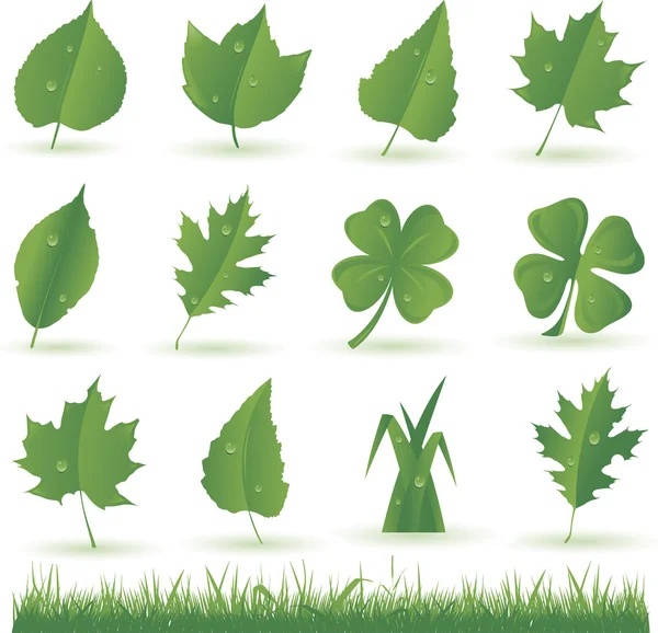 Зелёный лист — стоковый вектор