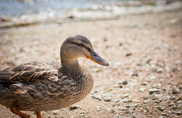 Single duck — Stock Photo, Image