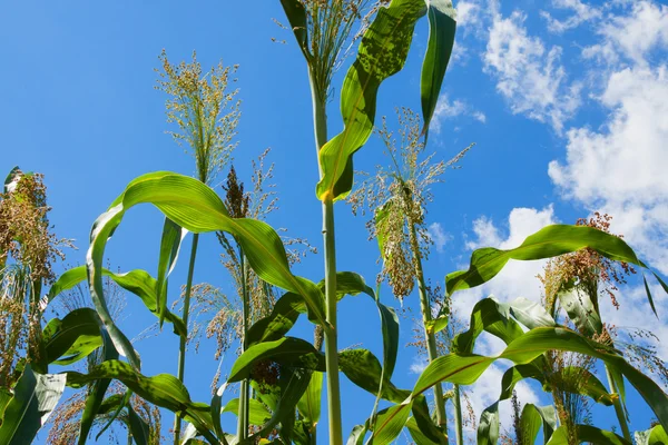 stock image Corn field against bright blue sky.