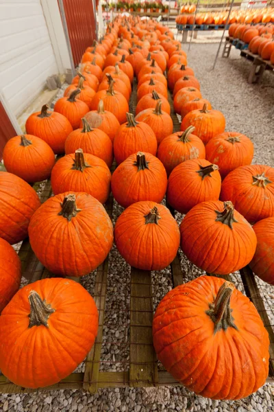 Pumpkins at the farmer market. — Stock Photo, Image