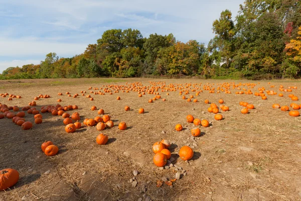 Pumpkin patch på gården. — Stockfoto