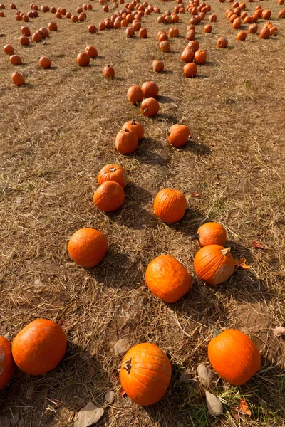 Pumpkin patch på gården. — Stockfoto