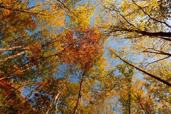 Paisaje de otoño . — Foto de Stock