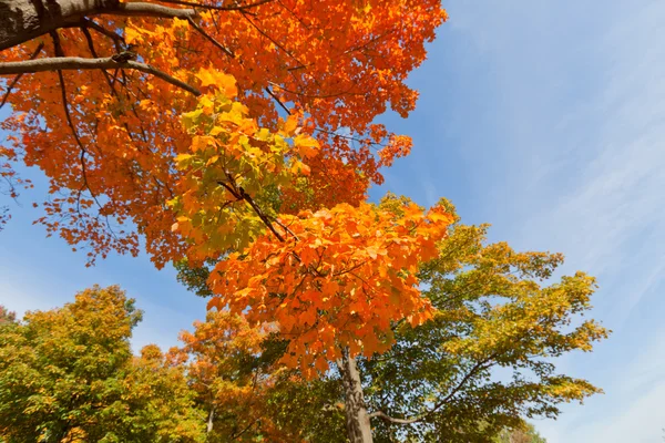 秋の風景. — ストック写真