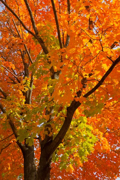 Podzim krajina. — Stock fotografie