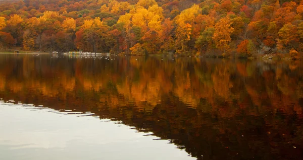 Lesní jezero. — Stock fotografie
