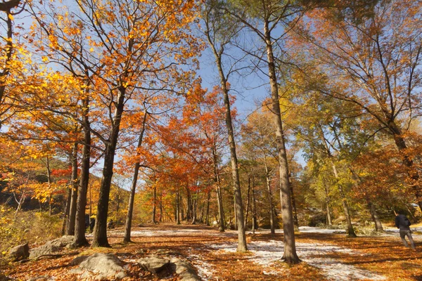 秋の風景. — ストック写真