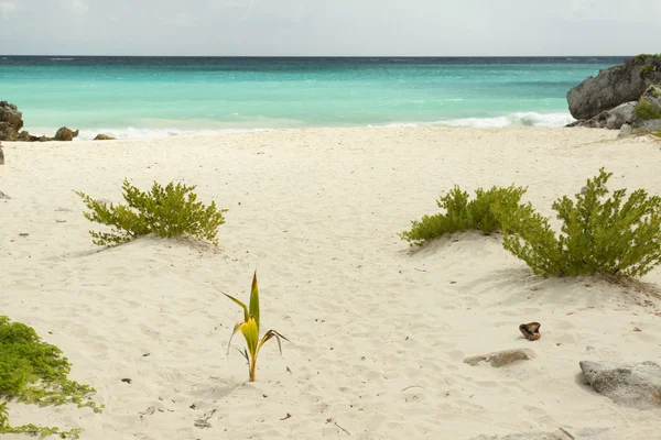 Caribisch strand. — Stockfoto