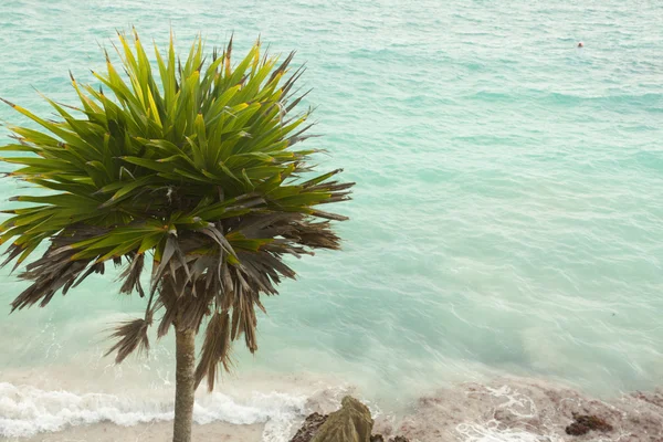 Plaża Karaibów. — Zdjęcie stockowe