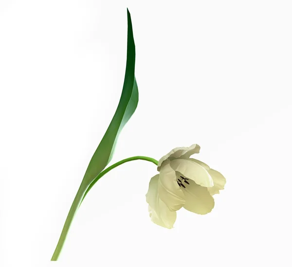 Белый тюльпан — стоковое фото