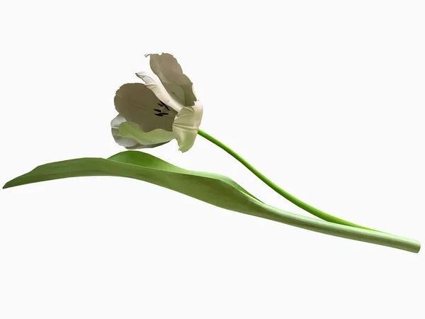 Isolierte weiße Tulpe — Stockfoto